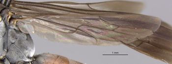 Media type: image;   Entomology 27224 Aspect: Wing hind